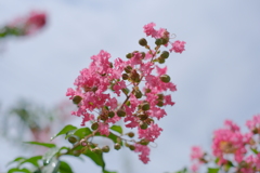 百日紅