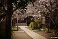 極楽寺はほぼ桜が満開！