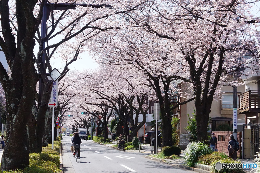 綺麗な桜！！