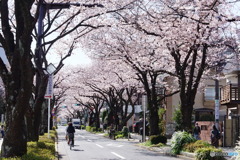 綺麗な桜！！