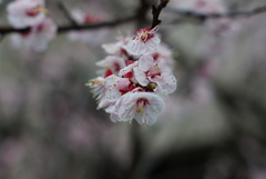 綺麗な桜！