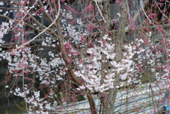 まぁまぁ綺麗に撮れた花！