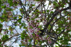もう春も終わり夏へ、最後の桜