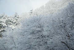 綺麗な雪景色！