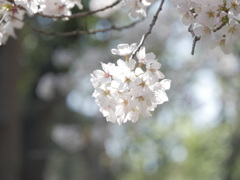 桜咲いたね
