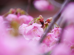 ほんのり陽光桜