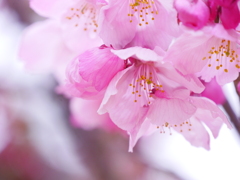 陽光桜