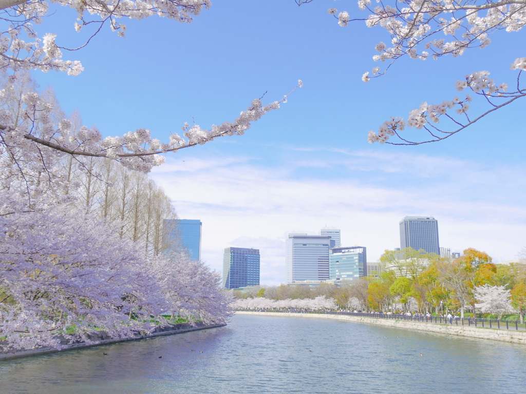 大阪　桜満開