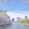 大阪　桜満開
