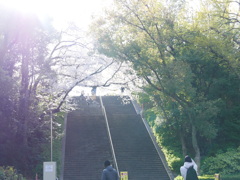 さくら　大阪城公園