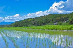 田植えの季節