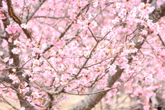 河津桜