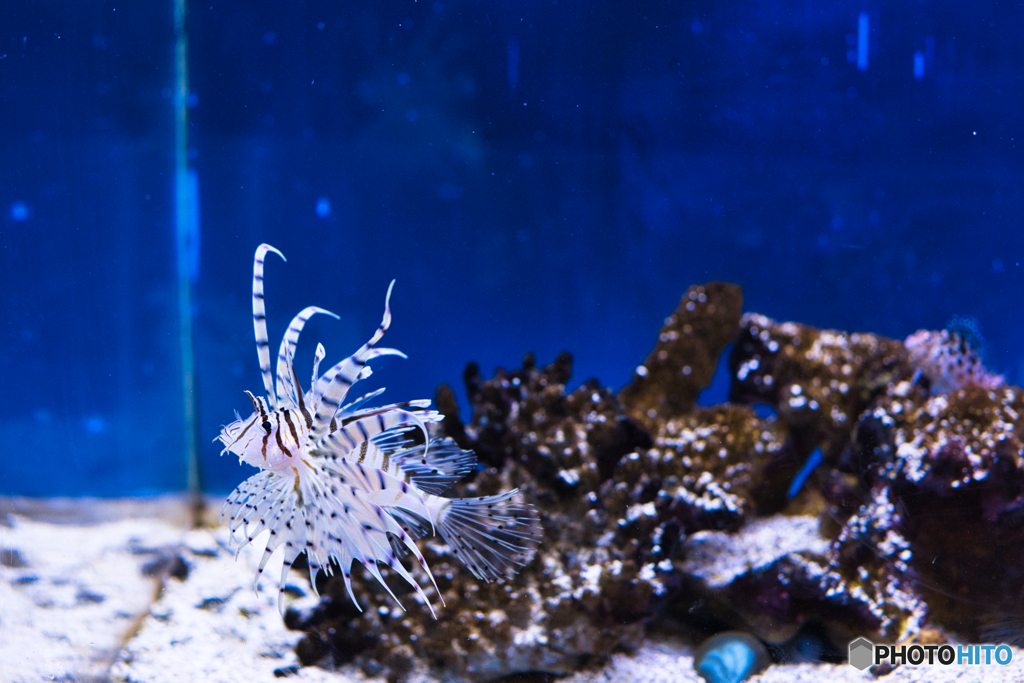 海中水族館シードーナツ