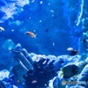 海中水族館シードーナツ