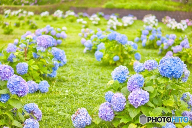 轟泉自然公園あじさい園(リサイズ)