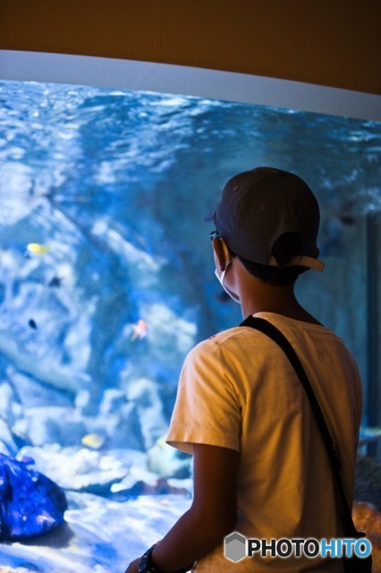 海中水族館シードーナツ