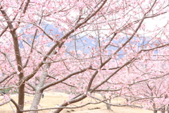 河津桜