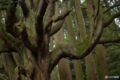 高森殿の杉(リサイズ)