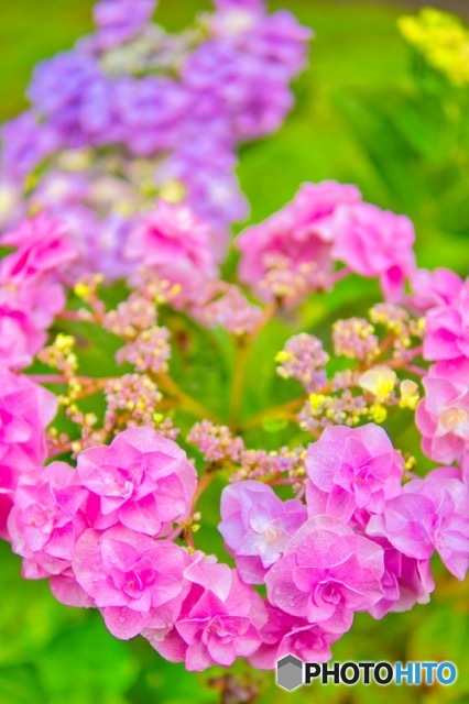 ハート型の紫陽花(リサイズ)