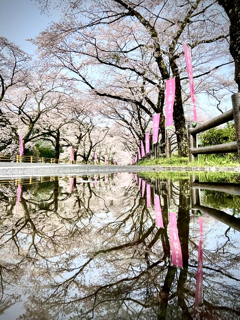 雨上がりの桜トンネル