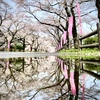 雨上がりの桜トンネル