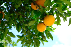 近づく夏