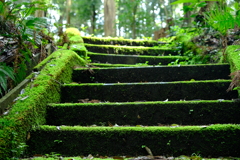 苔生した階段