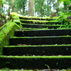苔生した階段