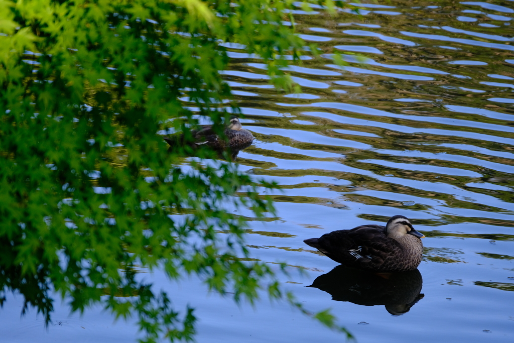 池のある公園