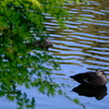 池のある公園