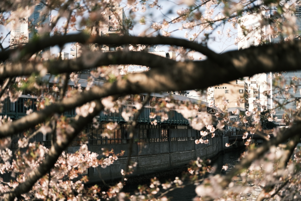 川沿いの桜