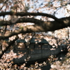 川沿いの桜