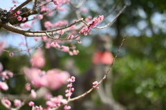 キツネさん