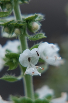 しその花