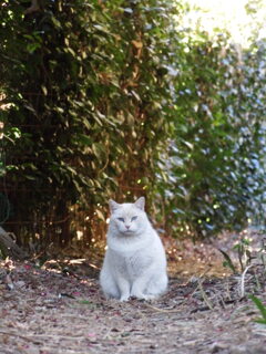 ねこ