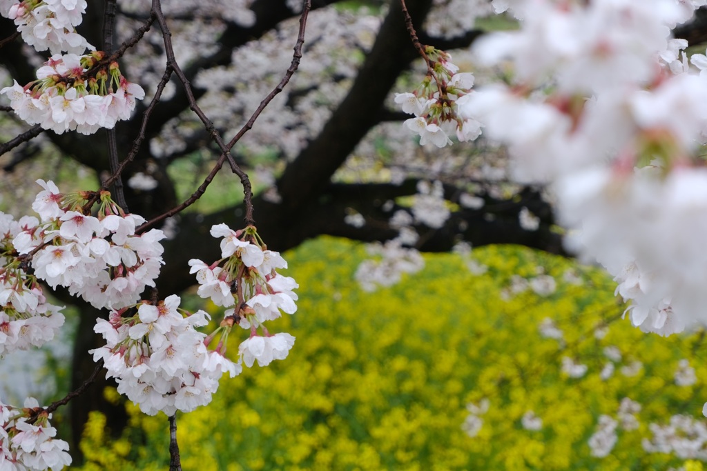 雨天の桜②