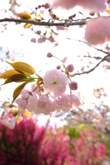 ハムハムに捧ぐ