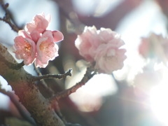梅は咲いたか桜はまだか④
