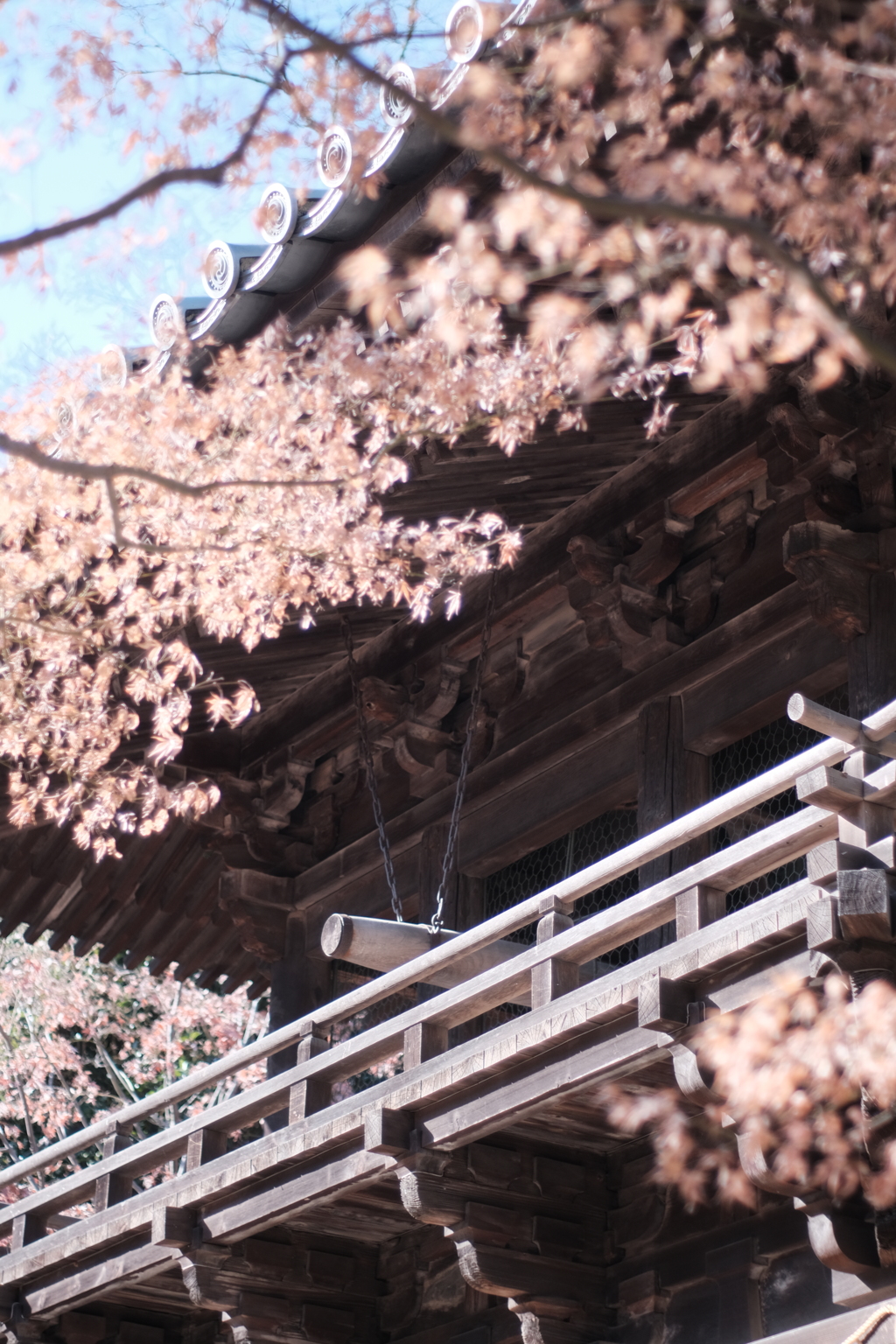 枯れもみじ
