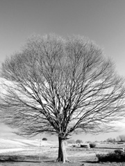 なんでもない木