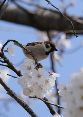 すずめ