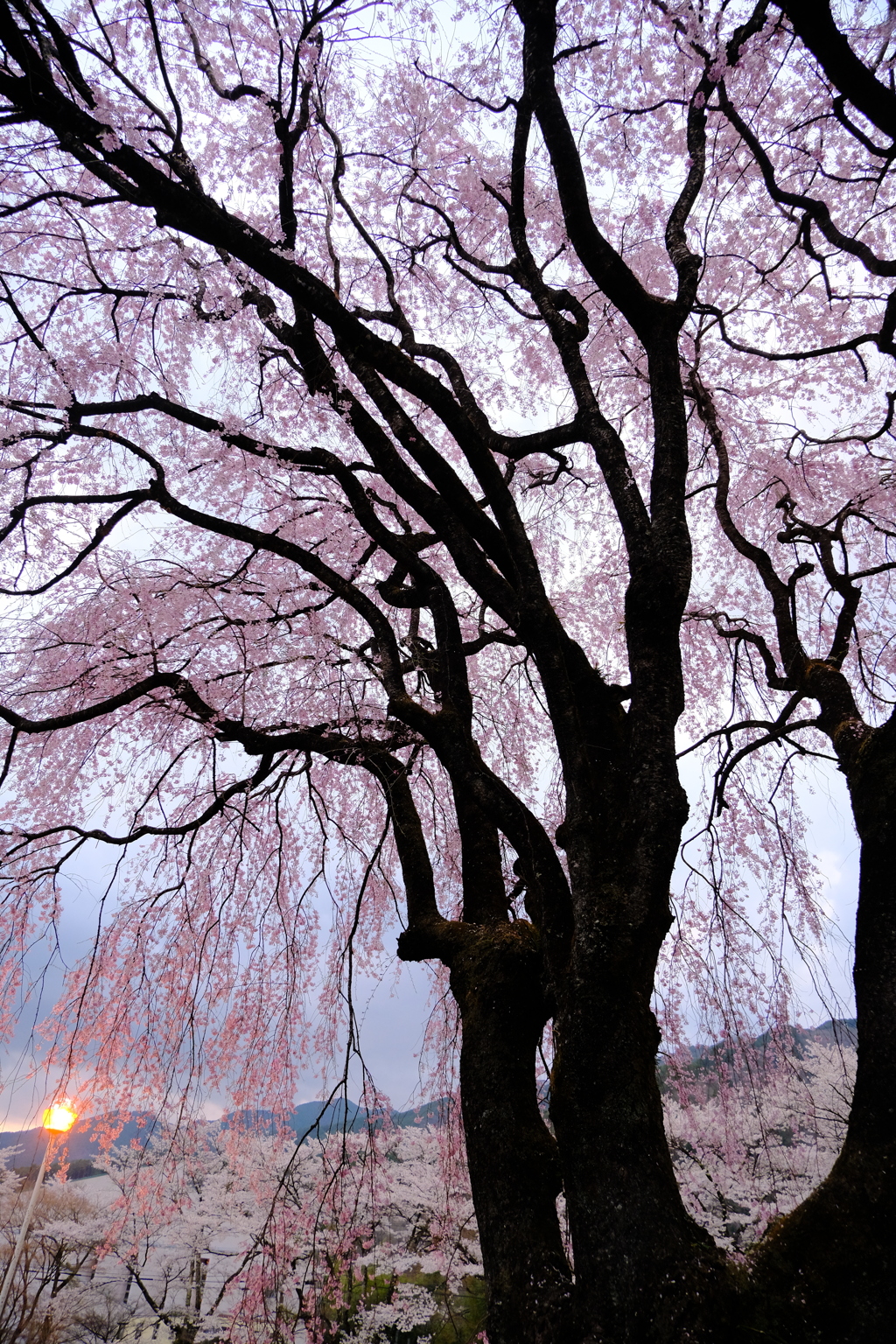 枝垂れ桜①