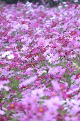 一輪のコスモス