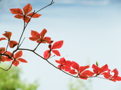 紅葉？
