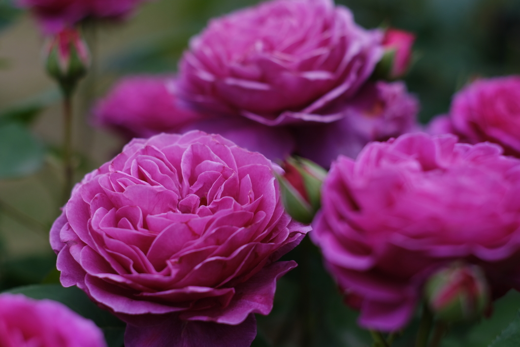 ローズガーデン④