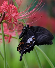 彼岸花