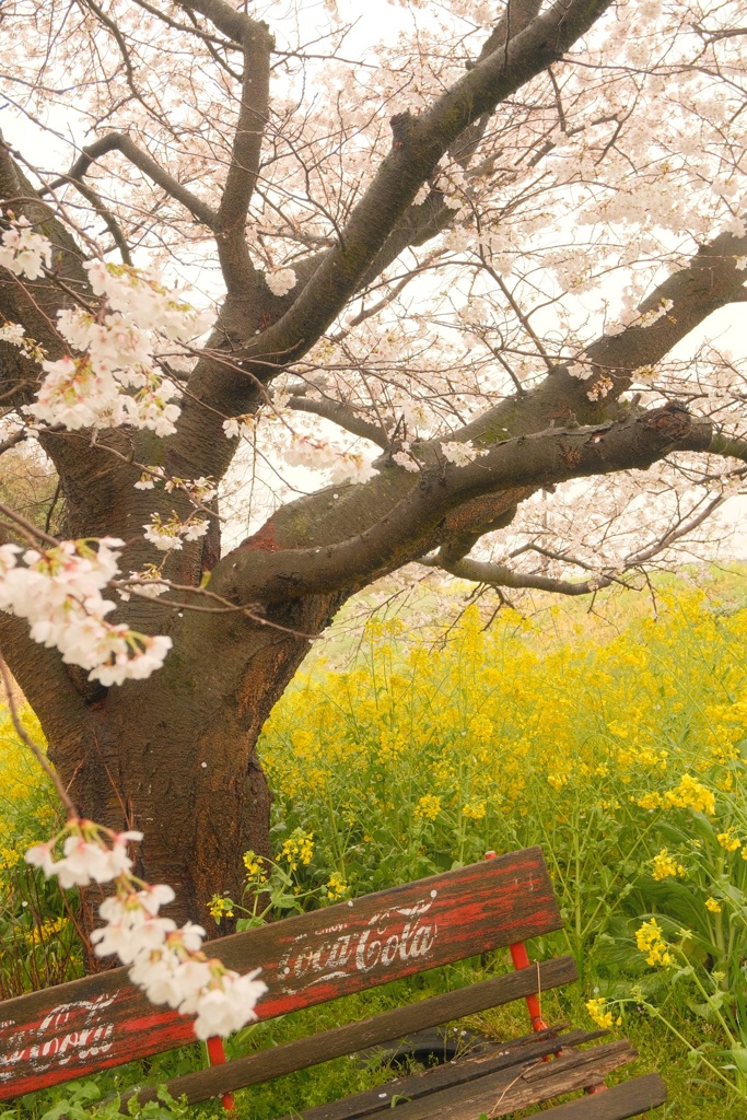 雨天の桜①