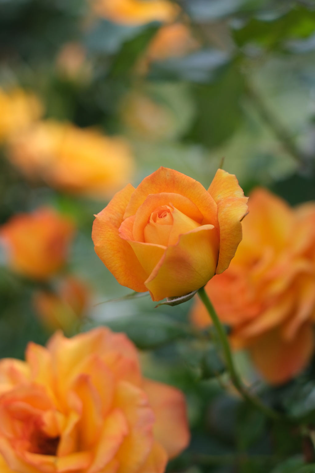 ローズガーデン①