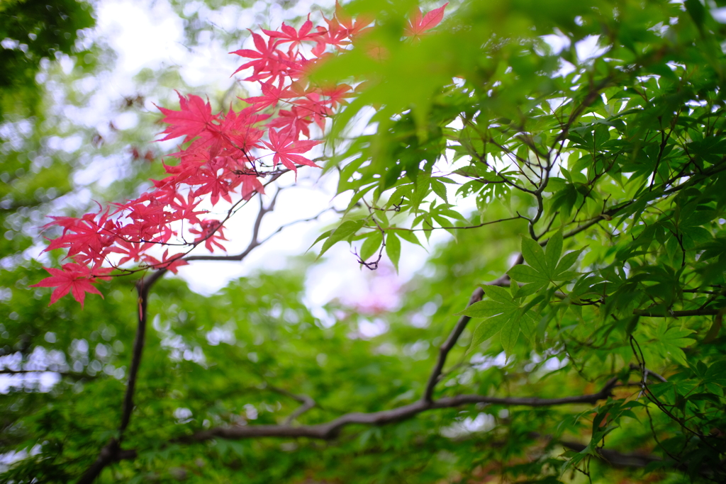 一枝の紅葉