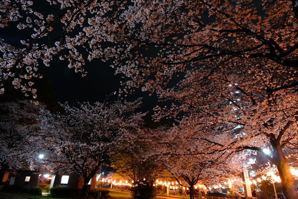 夜の桜